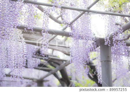 紫藤在竹祠 89957255