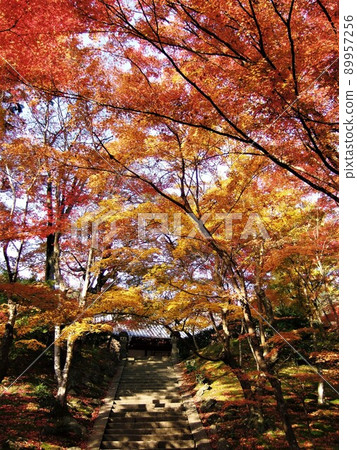 京都Jonkoji寺廟秋葉 京都Jonkoji寺廟秋葉 89957256