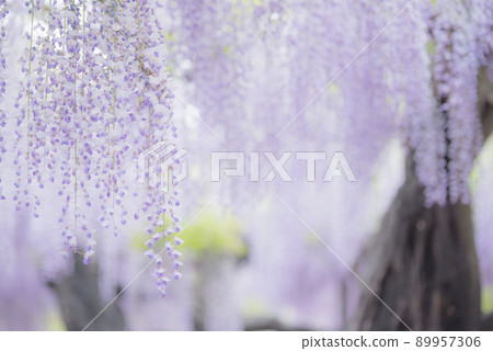 Wisteria at the bamboo shrine Wisteria at the bamboo shrine 89957306