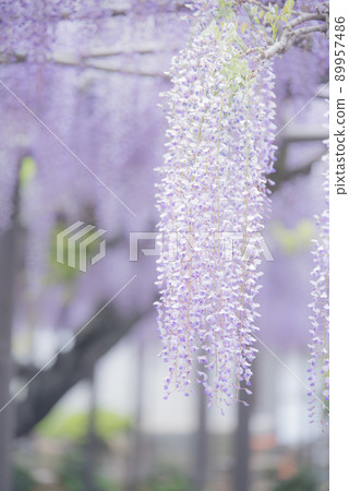Wisteria at the bamboo shrine 89957486