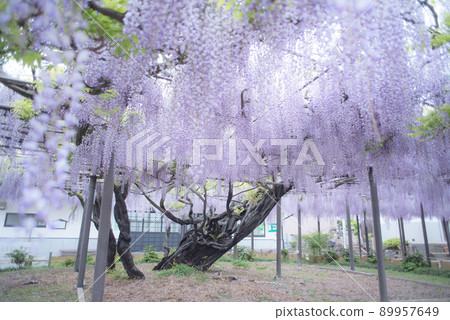 Wisteria at the bamboo shrine 89957649