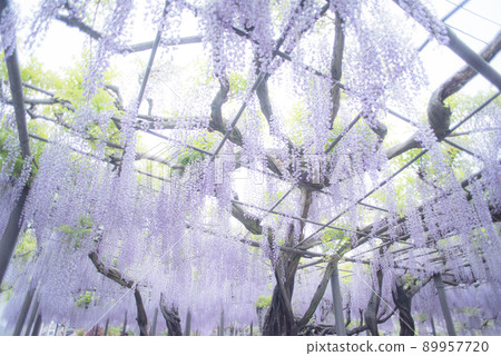 Wisteria at the bamboo shrine 89957720