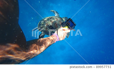 Shoots on an action camera as a turtle swims 89957731