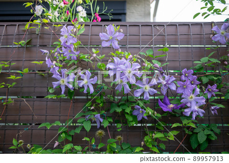 Viticella clematis "Prince Charles" blooming along the fence Viticella clematis "Prince Charles" blooming along the fence 89957913