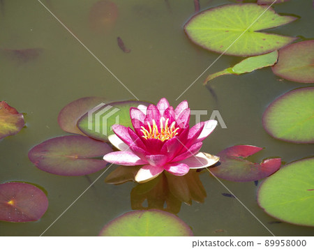 Water lily 89958000