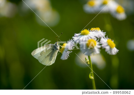 蝴蝶 89958062