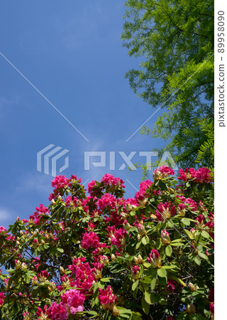 深粉色的杜鵑花、新鮮的綠樹和藍天 89958090