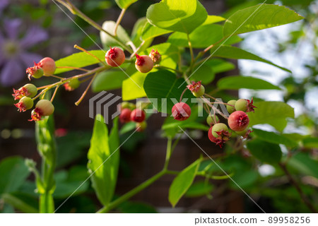 變紅的六月莓果實 89958256