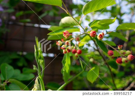 Juneberry fruit that has turned red 89958257
