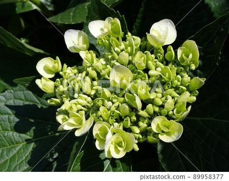 hydrangea   hydrangea   89958377