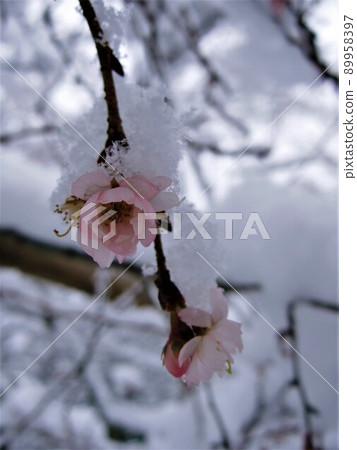 The constant cherry blossoms of Jikko-in Ohara, which was in bloom in the snow in Kyoto 89958397