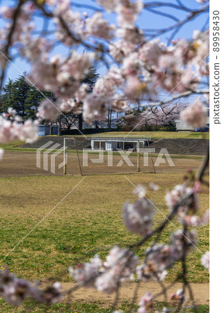 Cherry blossoms at Aise Grand in Hitachi City, Ibaraki Prefecture 89958430