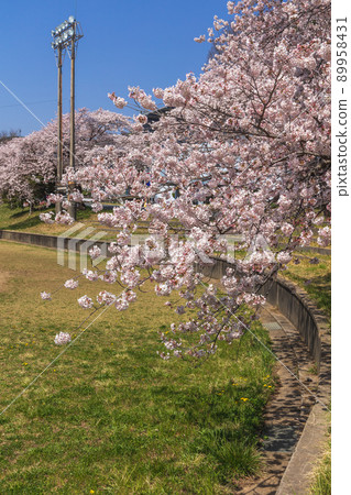 Cherry blossoms at Aise Grand in Hitachi City, Ibaraki Prefecture 89958431