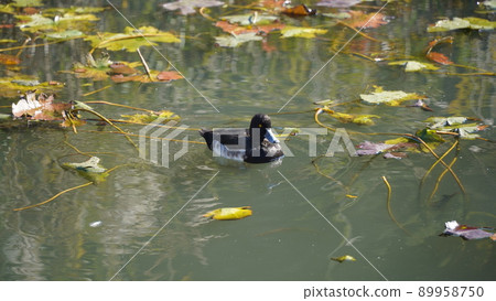 Yokohama, Honmoku Municipal Park, Pintail 89958750