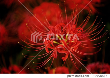 Cluster amaryllis blooming at dusk in Kamitonda Town in 2021 89958813