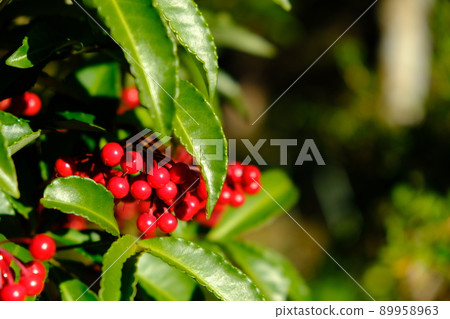 神秘的紅色果實（南方？） 89958963