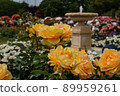 Roses in full bloom 89959261