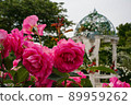 Roses in full bloom 89959262