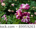 Roses in full bloom 89959263