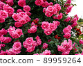 Roses in full bloom 89959264