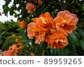 Roses in full bloom 89959265