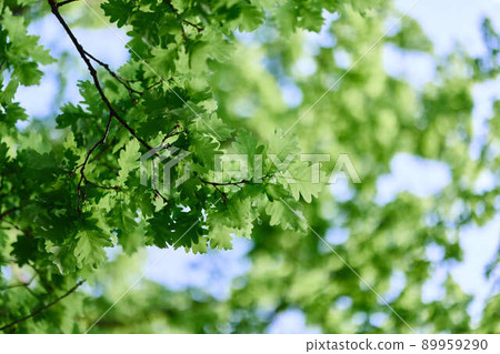 The spring nature of the big tree in the oak forest, young green leaves on the branches 89959290