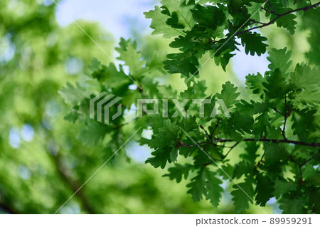 Green fresh leaves on oak branches close-up against the sky in sunlight 89959291