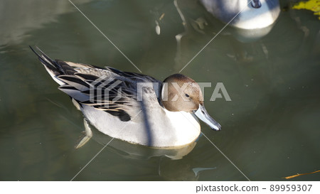 橫濱、本牧市立公園、Pintail 89959307