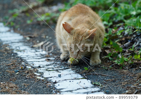 一歲流浪貓的萌茶特勞斯玩蜥蜴遭遇逆襲 一歲流浪貓的萌茶特勞斯玩蜥蜴遭遇逆襲 89959379