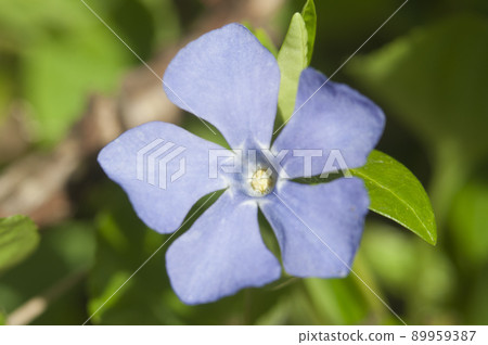 Flower of common periwinkle, (Vinca minor), close up Flower of common periwinkle, (Vinca minor), close up 89959387