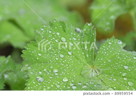 Water droplets 89959554