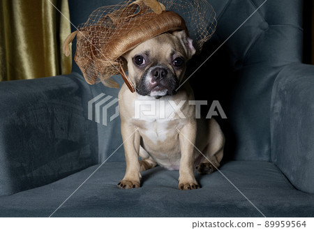 A pedigreed dog bulldog with a funny dark muzzle with big ears and black eyes sits posing at the cozy chair in a vintage lady's hat on his head looks attentively into the camera funny tilting his head A pedigreed dog bulldog with a funny dark muzzle with big ears and black eyes sits posing at the cozy chair in a vintage lady's hat on his head looks attentively into the camera funny tilting his head 89959564