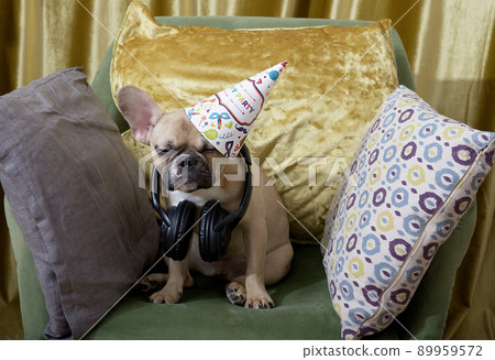 Bulldog dog on an armchair among soft pillows celebrating a birthday with headphones around his neck. Fun party at the apartment. 89959572