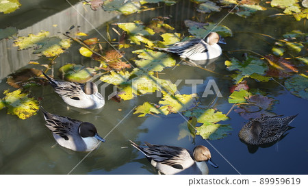 橫濱、本牧市立公園、Pintail 橫濱、本牧市立公園、Pintail 89959619