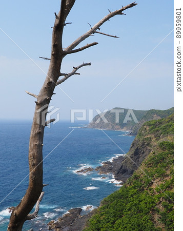 Superb view of the coast and dead trees seen from Tsushima Tsutsuzaki Superb view of the coast and dead trees seen from Tsushima Tsutsuzaki 89959801
