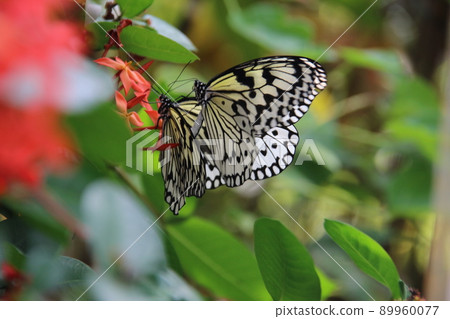 Large tree nymph butterfly 89960077