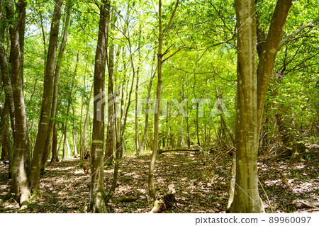 Miscellaneous trees 89960097