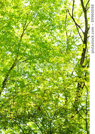 Fresh green 89960098
