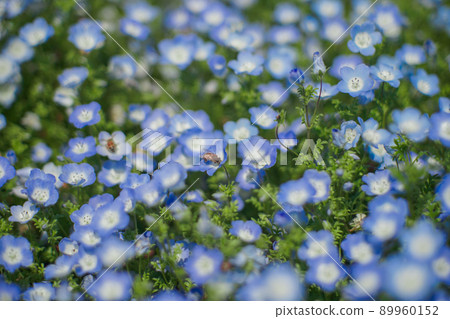Nemophila of bees and Maishima 89960152