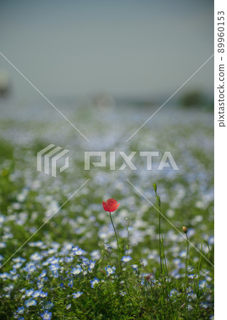Nemophila of Papaver dubium and Maishima 89960153
