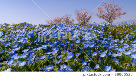 A row of cherry blossom trees and a nemophila field Osaka Maishima Seaside Park Osaka City, Osaka Prefecture 89960523