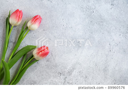 Three blooming pink tulips flowers with green leaves on gray concrete background flat lay with copy space for congratulations, advertising or design. Minimalism concept. Three blooming pink tulips flowers with green leaves on gray concrete background flat lay with copy space for congratulations, advertising or design. Minimalism concept. 89960576