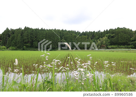 多雲的稻田 89960586