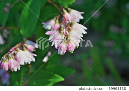 White and purple Sarasautsugi flowers (spring, May) 89961188