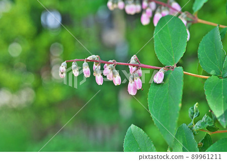 白色和紫色的Sarasautsugi花（春天，五月） 89961211