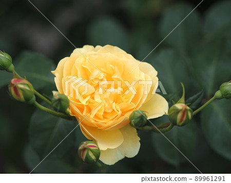 Rose "Graham Thomas" 89961291