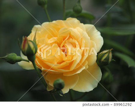 羅斯“格雷厄姆·托馬斯” 89961292