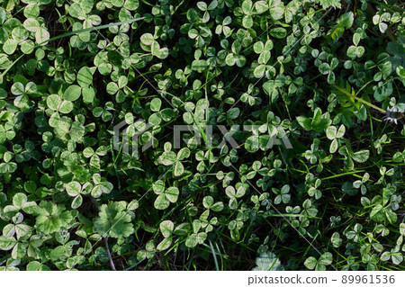 Clover grass leaves are green and freshly shot close-up of the lawn. The concept of caring for the environment and the planet Clover grass leaves are green and freshly shot close-up of the lawn. The concept of caring for the environment and the planet 89961536