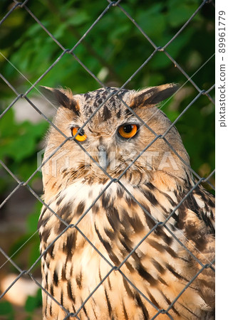 owl in a cage 89961779