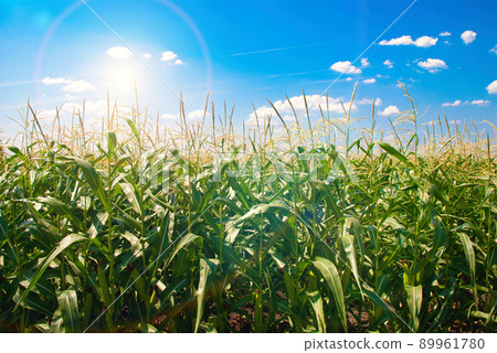 corn field corn field 89961780